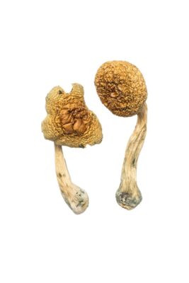 psilocybin mushroom