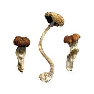 Malaysian Mushrooms