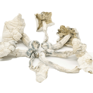 Albino Cambodian Psilocybe Cubensis
