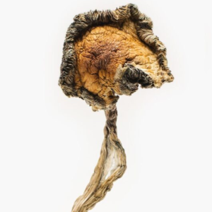 Blue Meanie Magic Mushrooms Online