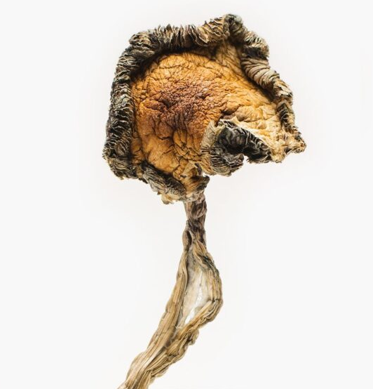 Blue Meanie Magic Mushrooms Online