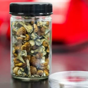 African Transkei Magic Mushrooms