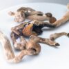Buy Amazonian Magic Mushrooms