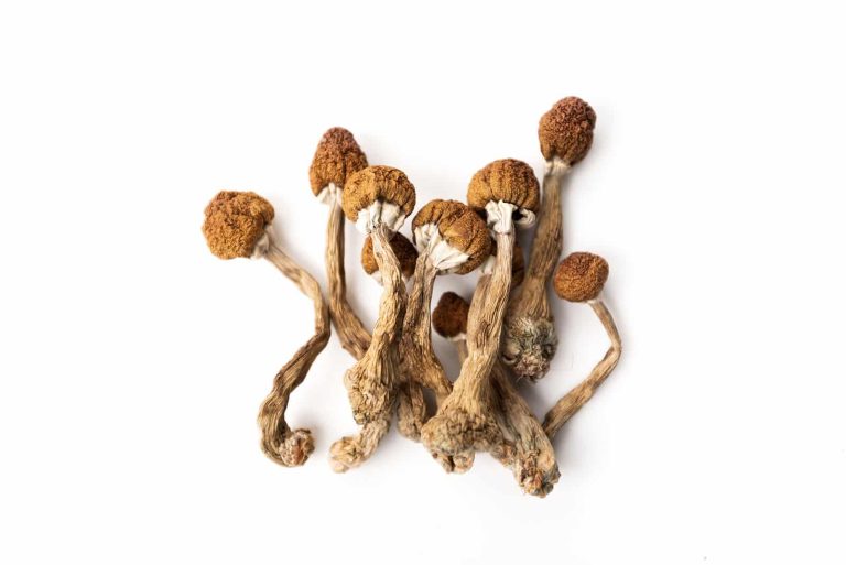 Buy Tri-Colour Ecuadorian Magic Mushroom (Premium)