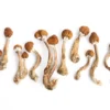 Golden Mammoth Magic Mushrooms
