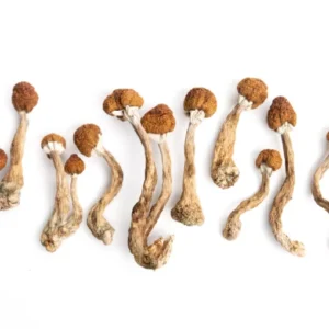 Golden Mammoth Magic Mushrooms