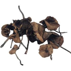 Pan Cyans Mushrooms