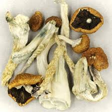buy psilocybin mushroom