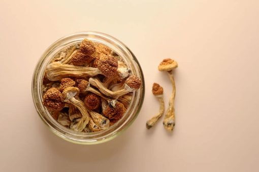 Premium Penis Envy Mushrooms - Image 2